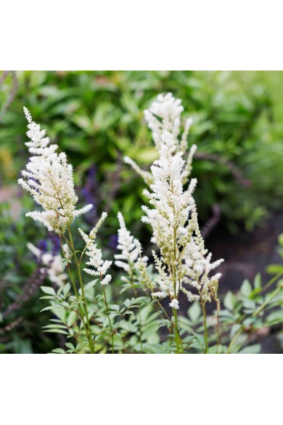 Астильба Браутшлеєр листя